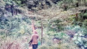 nboforest