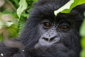 rwandamountaingorillabycarolineculbert