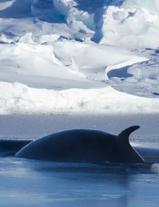 Dorsel fin of fin whale as it surfaces prior to sounding Dorsel fin of fin whale as it surfaces prior to sounding