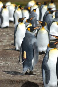 acepenguins